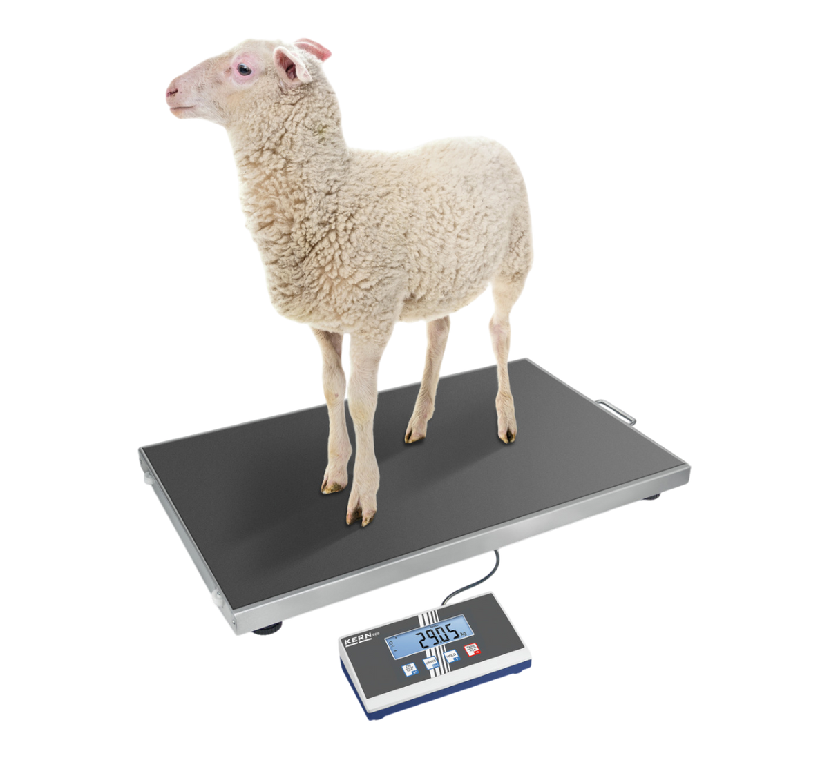 Veterinærvægte til store dyr